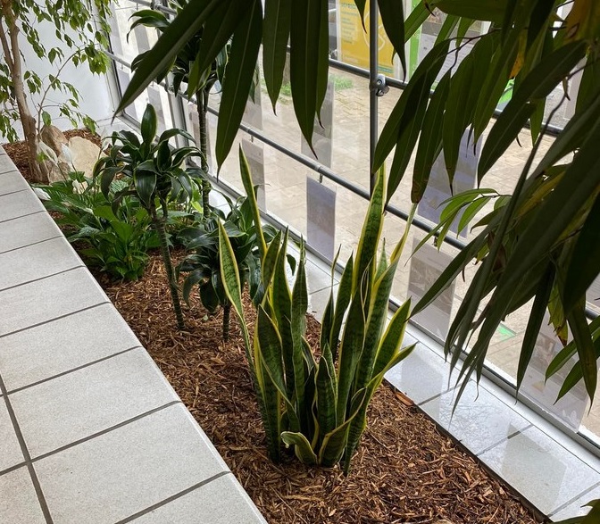 Création de massifs floraux à Montpellier