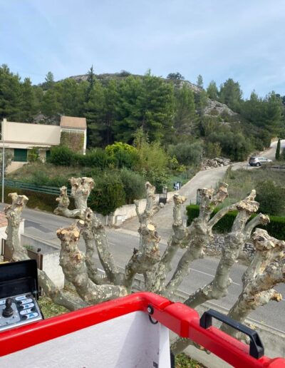 Service d’élagage sur mesure à Nîmes