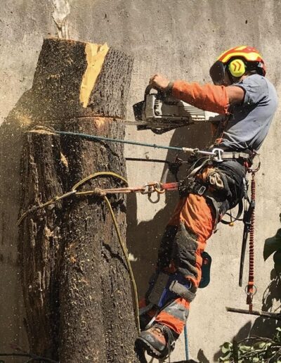 Abattage d'arbres par démontage à Langlade