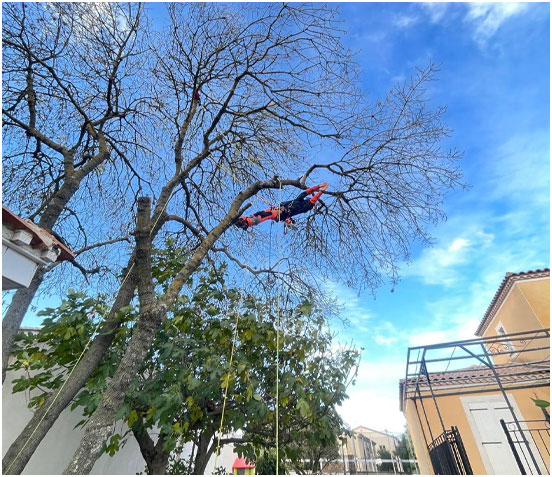 Abattage d'arbres par démontage à Langlade